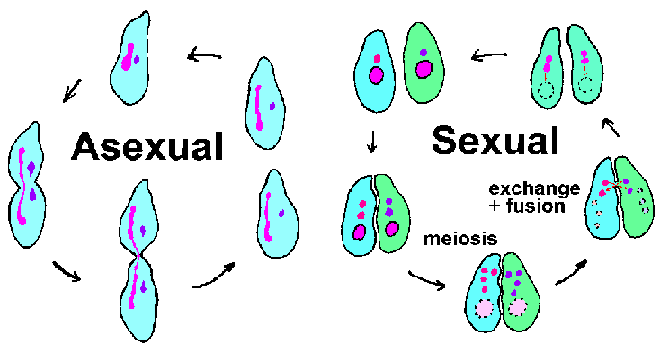 sexual or asexual Sexual or asexual